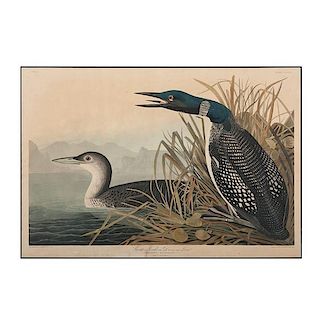 Great Northern Diver or Loon Aquatint by Audubon, Havell Edition 
