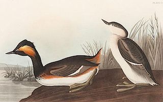 Audubon Eared Grebe Hand-Colored Aquatint, Havell Edition