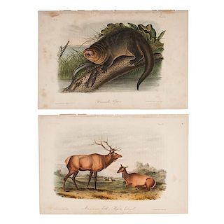 Eighty-Five Audubon Hand-Colored Lithographs, Octavo Editions 