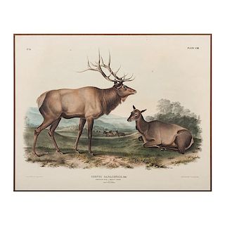 American Elk - Wapiti Deer, Hand-Colored Lithograph by Audubon, Bowen Imperial Folio Edition 
