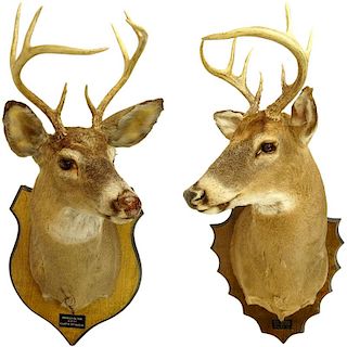 Two (2) Mounted Taxidermy Deer Heads with Antlers. Brass plaques to each.