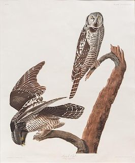 after John James Audubon (1785-1851) Hawk Owl