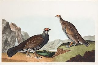after John James Audubon (1785-1851) Long-tailed or Dusky Grouse