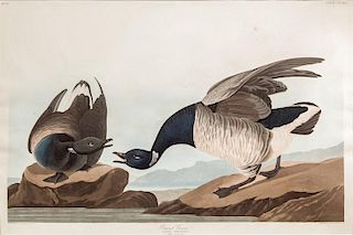after John James Audubon (1785-1851) Brant Goose
