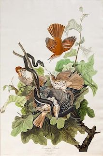 after John James Audubon (1785-1851) Ferruginous Thrush
