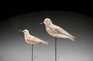 Golden Plover by A. Elmer Crowell (1862-1952)