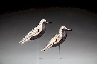 Golden Plover by A. Elmer Crowell (1862-1952)