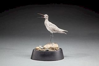 Miniature Calling Whimbrel by Jack Franco