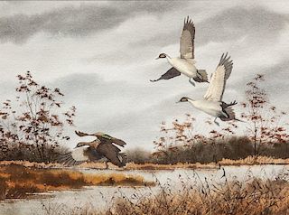 David A. Hagerbaumer (1921-2014) Dropping In - Pintails