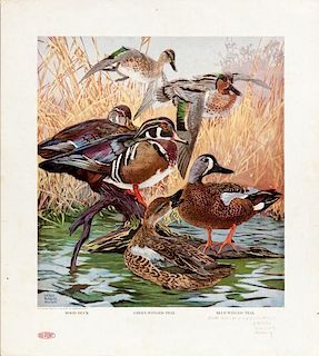 Lynn Bogue Hunt (1878-1960) Our American Game Birds