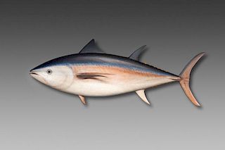 Bluefin Tuna by Colin S. McNair