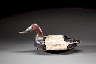 Swimming Canvasback by Mount Clemens School