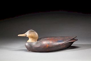 Black Duck by Ian McNair (b. 1981)