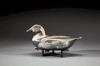 Long-Tailed Duck by Cassius Smith (1847-1907)