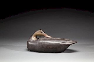 Preening Black Duck by Lloyd Johnson (1910-1965)