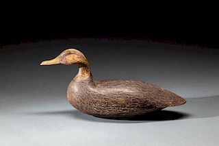 High-Head Black Duck by Gideon Lippincott (1817-1889)