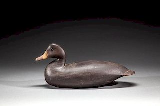 Black Duck by Charles Birch (1868-1956)