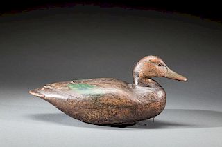 Black Duck by Dave "Umbrella" Watson (1851-1938)