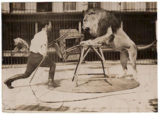 Group of Three Photographs of Circus Lions.