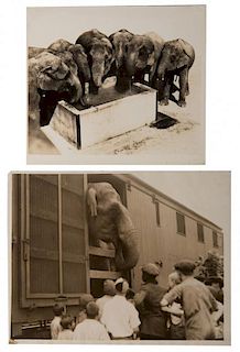 Group of Eight Vintage Elephant Photographs.