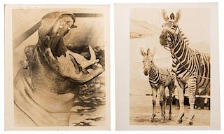 Group of Nine Vintage Circus Animal Photographs.