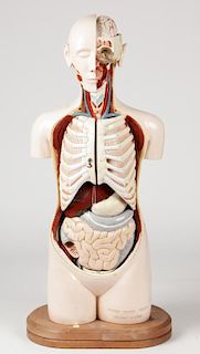 1959 Denoyer Geppert Anatomical Model