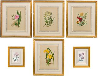 Botanical Framed Print Assortment