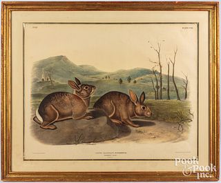 J.J. Audubon color engraving, Bachman's Hare