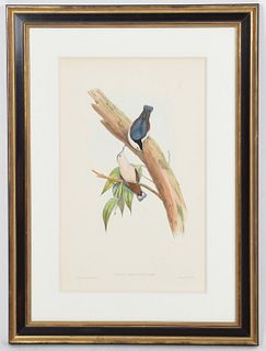 A Hand Colored Bird Print, Gould and Richter
