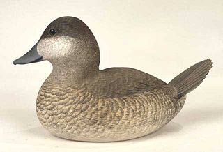 High Head, High Tail Ruddy Duck by Glassford