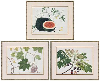 Three Framed Anglo-Chinese School Botanical Watercolors