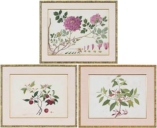 Three Chinese Export Botanical Watercolors