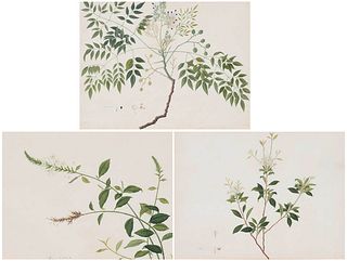 Three Anglo-Chinese School Botanical Watercolors