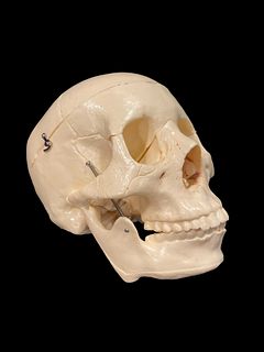 Vintage Scientific Human Skull Model 