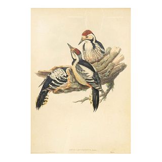 John Gould (British, 1804-1881) Hand Colored Lithograph Bird