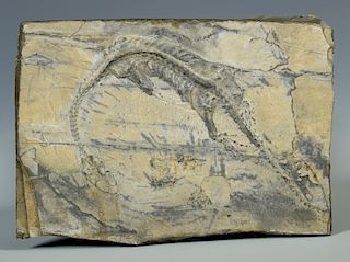 Therapod Dinosaur Fossil