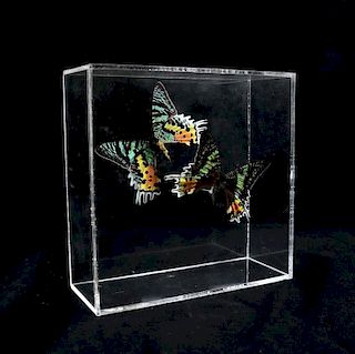 Two Mounted Butterflies in Lucite