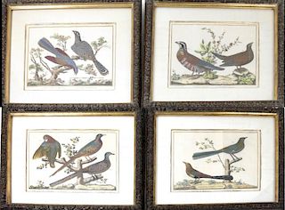 Four Hand-Colored Bird Engravings