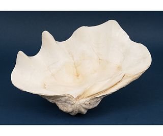 SOUTH PACIFIC CLAM SHELL