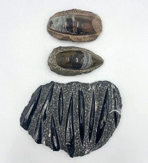 Three Orthoceras Fossils