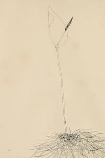 LEONARD BASKIN (American 1922-2000) A PRINT, "Calla Lily," 1970,