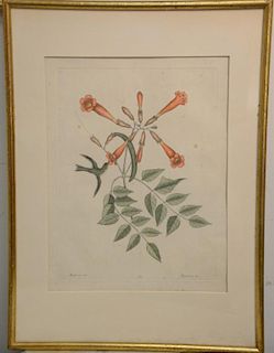 Three Mark Catesby (1679-1749) colored etchings including Cancellus Maximus Lithophyton (plate size 12 3/4" x 9 1/4"), Mellivora MC ...