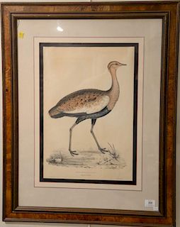 After John Gould framed colored lithograph painted by C. Hullmandel "Otis Himalyanus Young Male", 21" x 14".