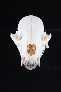 Montana Black Bear Skull