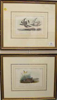 Group of four colored lithographs from Brids of America Royal Octavo after JJ Audubon, printed and colored by J.T. Bowen, 5 3/4" x 9".