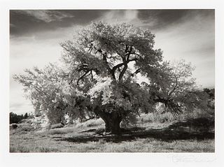Craig Varjabedian, Elias Gallegos' Cottonwood Tree, Late Autumn, La Madera, NM, 2000