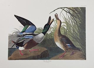 John James Audubon (1785-1851), "Shoveller Duck,"