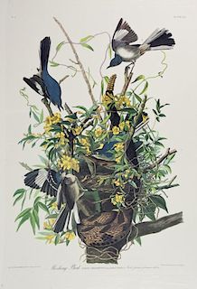 John James Audubon (1785-1851), "Mocking Bird," No