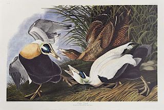 John James Audubon (1785-1851), "Eider Duck," No.