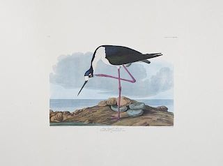 John James Audubon (1785-1851), "Rough-Legged Falc